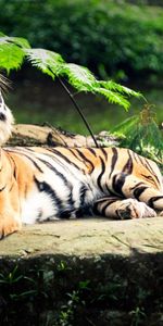 Tigres,Animales