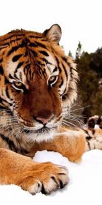 Animaux,Tigres