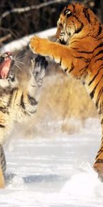 Animales,Tigres