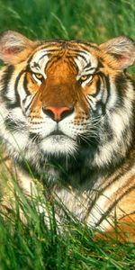 Animaux,Tigres