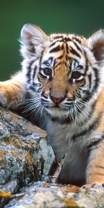 Animaux,Tigres