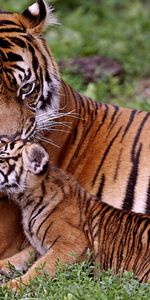 Animaux,Tigres