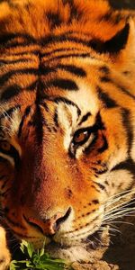 Animaux,Tigres