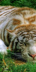 Animaux,Tigres