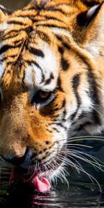 Animales,Tigres