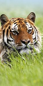 Tigres,Animales