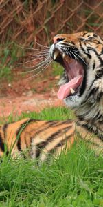 Animaux,Tigres