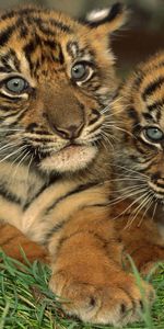 Animaux,Tigres