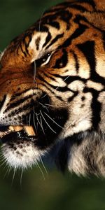 Animales,Tigres