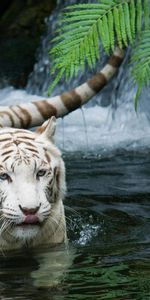 Animaux,Tigres