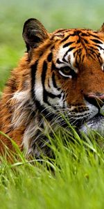 Animaux,Tigres