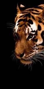 Animaux,Tigres