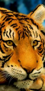 Animaux,Tigres