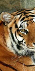 Animaux,Tigres