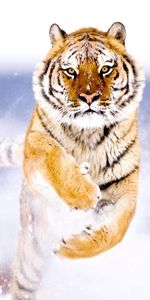 Animaux,Tigres