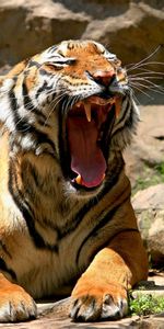 Animales,Tigres