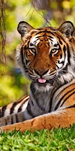 Animaux,Tigres