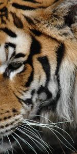 Tigres,Animales