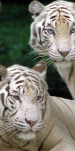 Animaux,Tigres