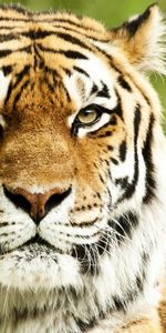 Animaux,Tigres