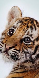 Animaux,Tigres