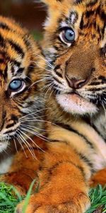 Animaux,Tigres