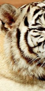 Animaux,Tigres