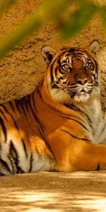 Animaux,Tigres