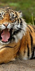 Animales,Tigres