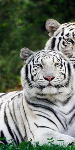 Tigres,Animaux