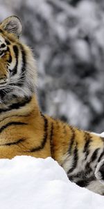 Animales,Tigres