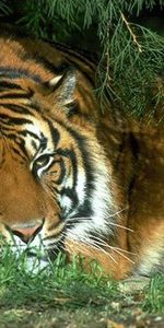 Animales,Tigres