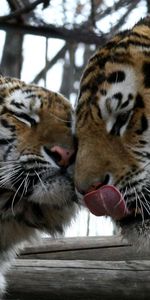 Animaux,Tigres