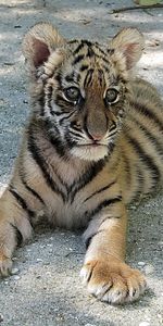 Animaux,Tigres