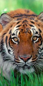 Animales,Tigres