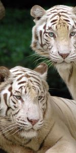 Tigres,Animales