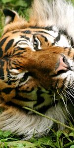 Animaux,Tigres