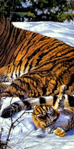 Animals,Tigers,Pictures