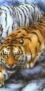 Animals,Tigers,Pictures