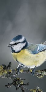 Animals,Tit,Titica,Blur,Smooth,Branch,Bird