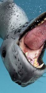 Animales,Agua,Caer,Boca,Dientes,Lengua,Idioma,Leopardo De Mar,Leopardo Marino