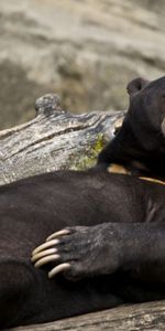 Animaux,Se Coucher,Mensonge,Frais,Journaux,Ours,Refroidir