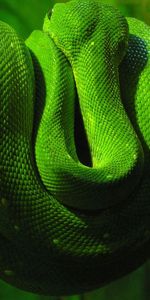 Tumbarse,Mentir,Rama,Animales,Reptil,Serpiente Verde