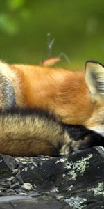 Animals,To Lie Down,Lie,Branches,Sleep,Dream,Fox