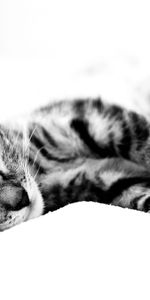 Animals,To Lie Down,Lie,Bw,Blanket,Chb,Sleep,Dream,Cat