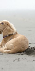 Animals,To Lie Down,Lie,Dog,Traces,Sand,Beach