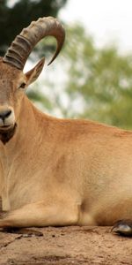 Mensonge,Se Coucher,Chèvre De Montagne,Animaux,Cornes