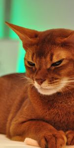 Animals,To Lie Down,Lie,Muzzle,Beautiful,Color,Somali Cat