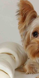 Animals,To Lie Down,Lie,Muzzle,Beautiful,Dog,Cloth,Yorkshire Terrier