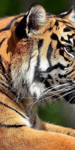 Animals,To Lie Down,Lie,Muzzle,Predator,Sight,Opinion,Tiger,Profile,Big Cat